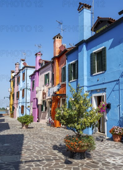 Colourful houses with flowers, colourful house facades, alleys on the island of Burano, Venice, Veneto, Italy, Europe