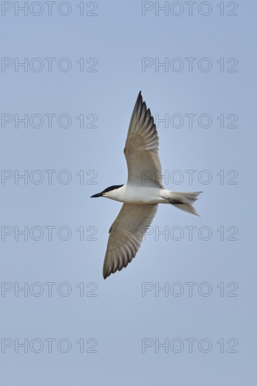 Gull-billed tern (Gelochelidon nilotica) flying in the sky, hunting, ebro delta, Catalonia, Spain, Europe