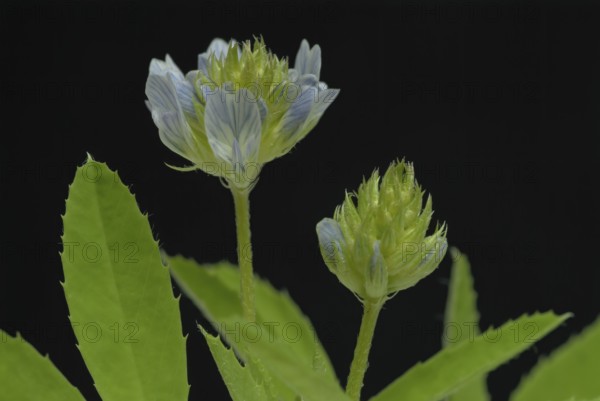 Flower of blue fenugreek, blue fenugreek, Trigonella caerulea, Meliotus coerulea, spice and medicinal plant