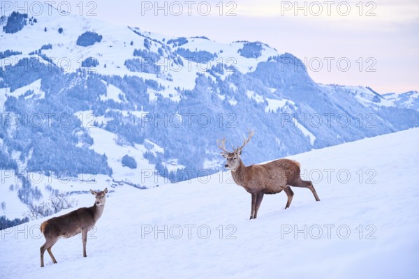 Red deer (Cervus elaphus) stag with hind on a snowy meadow in the mountains in tirol, Kitzbühel, Wildpark Aurach, Austria, Europe