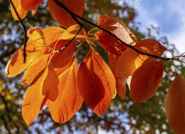 Autumn time, Sapium Plantae, trees and foliage in the park, Berlin, Germany, Europe