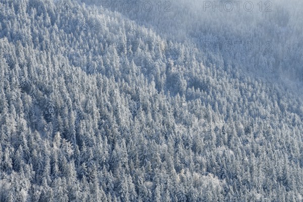 Snowy winter landscape near the Hornisgrinde, near Seebach, Ortenaukreis, Black Forest, Baden-Württemberg, Germany, Europe