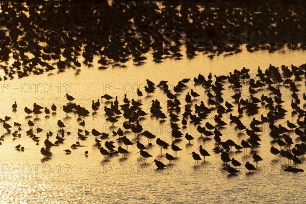 Black tailed godwit (Limosa limosa) adult birds in a flock on a shallow lagoon at sunset, Lincolnshire, England, United Kingdom, Europe