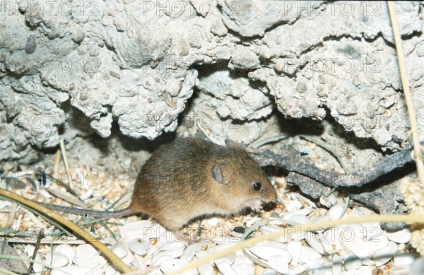 Old World Harvest Mouse, Eurasian harvest mouse (Micromys minutus) (Europe) (asia) (mammals) (mammals) (animals) (rodents) (rodents) (outside) (outdoor) (side) (landscape) (horizontal) (adult) (stand) (standing)