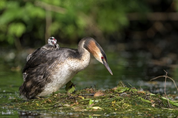 Great Crested Grebe (Podiceps cristatus), adult bird and chicks at the nest, adult bird climbing on the nest, Krickenbecker Seen, North Rhine-Westphalia, Germany, Europe