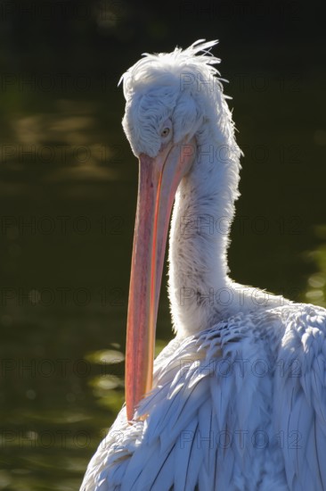 Dalmatian Pelican (Pelecanus crispus), portrait, occurring in south-east Europe, Asia, captive, North Rhine-Westphalia, Germany, Europe