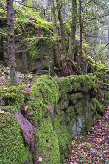 Green moss covering rocks in a natural spruce forest