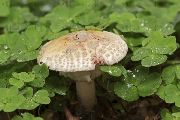 Pearl mushroom or blusher (Amanita rubescens) and common wood sorrel (Oxalis acetosella), North Rhine-Westphalia, Germany, Europe