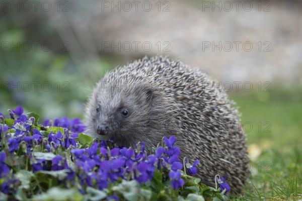 European hedgehog (Erinaceus europaeus) adult animal walking across flowering Violet flowers in a garden, England, United Kingdom, Europe