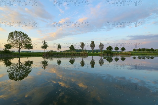 Lake in spring with row of trees and reflection at sunset, Drei Gleichen, Ilm-Kreis, Thuringia, Germany, Europe
