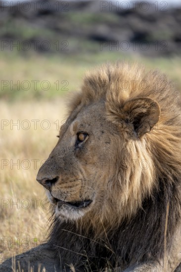 Lion (Panthera leo), animal portrait, adult male, lying in dry grass, Khwai, Okavango Delta, Moremi Game Reserve, Botswana, Africa