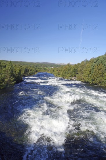 Rapids in the river, surrounded by a dense forest, blue sky, Glomma, Röros, Tröndelag, Norway, Europe