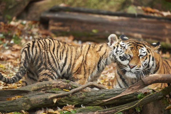 Close-up of Siberian tiger or Amur tiger (Panthera tigris altaica) mother with her youngster in autumn, captive