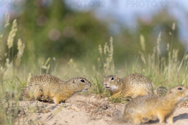 European ground squirrel (Spermophilus citellus) or European souslik sitting on sand and in tall grass feeding on seeds