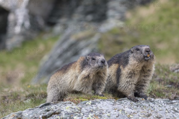 Two Alpine Marmot, Marmota marmota, standing on a rock with green grass in the background, Grossglockner high alpine road, Hohe Tauern National Park
