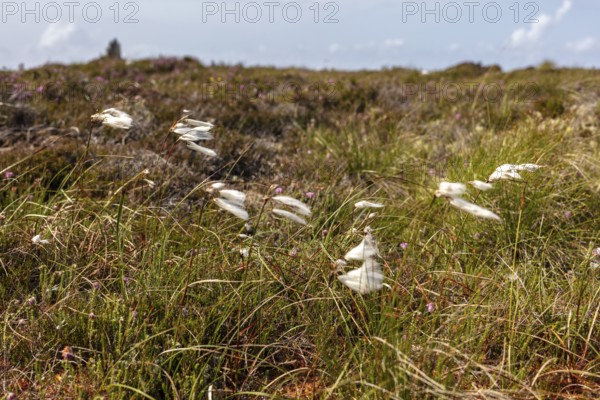 White grasses move in the wind over a brown heath landscape with a blue sky, Common cottongrass (Eriophorum angustifolium)