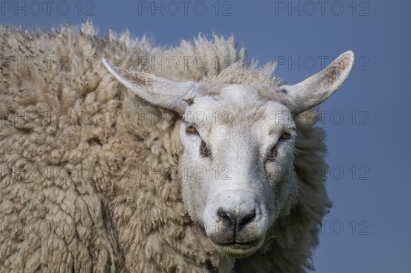 Sheep, portrait, Hauke-Haien-Koog, North Frisia, Schleswig-Holstein, Germany, Europe