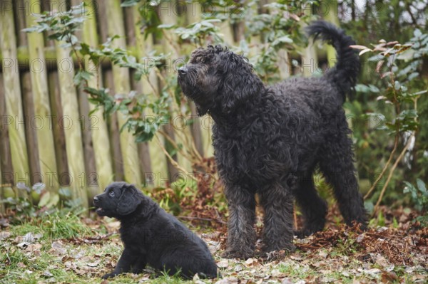 Close-up of a labradoodle mother with puppy on a meadow in winter, Germany, Europe
