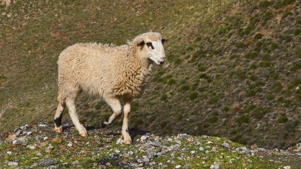 A sheep stands on a grassy hill in a green landscape, sheep (e) or goat (n), ovis, caprae, Crete, Greek Islands, Greece, Europe