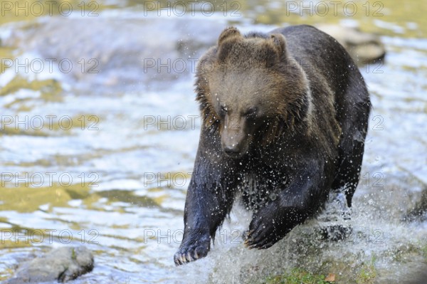 Bear jumping in the water of a river, surrounded by nature and rocks, Eurasian brown bear (Ursus arctos arctos), Bavarian Forest National Park