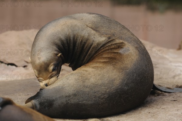 A brown sea lion lies curled up on a rock. The surroundings appear calm and natural, California sea lion (Zalophus californianus), captive