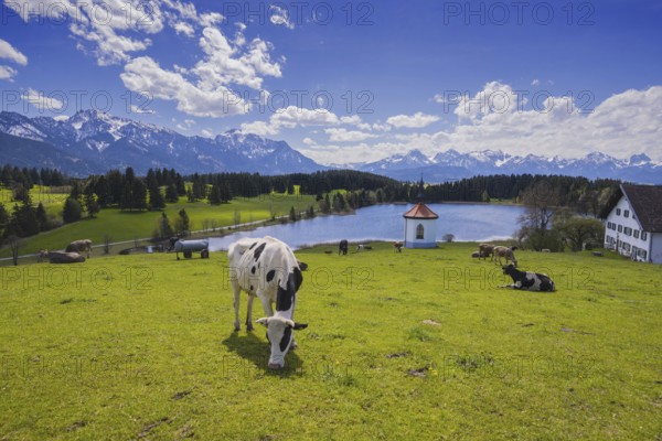 Cows on the pasture, Hergratsrieder See, Alps, near Füssen, Ostallgäu, Allgäu, Bavaria, Germany, Europe