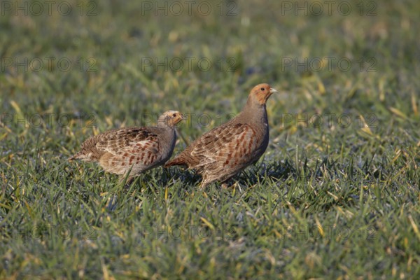 Grey or Hungarian or English partridge (Perdix perdix) two adult birds in a farmland cereal field, England, United Kingdom, Europe