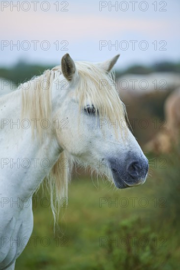 Close-up of a white Camargue horse with flowing mane in green surroundings, Camargue, France, Europe