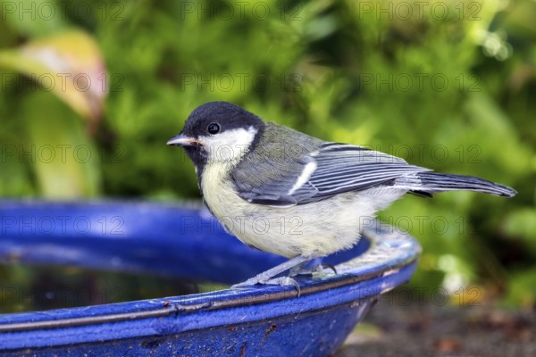 Great tit (Parus major), sitting on a water trough, Baden-Württemberg, Germany, Europe