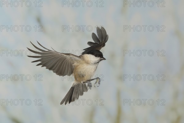 Marsh tit (Parus palustris), in flight, high speed flight recording, winter, animals, birds, Siegerland, North Rhine-Westphalia, Germany, Europe