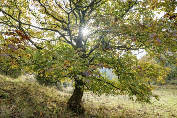 Mountain maple (Acer pseudoplatanus) in autumn with colourful leaves, backlit with sun star, Thuringia, Germany, Europe