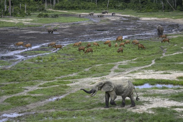 Forest elephants (Loxodonta cyclotis) and bongo antelopes (Tragelaphus eurycerus) in the Dzanga Bai forest clearing, Dzanga-Ndoki National Park, Unesco World Heritage Site, Dzanga-Sangha Complex of Protected Areas (DSPAC), Sangha-Mbaéré Prefecture, Central African Republic, Africa
