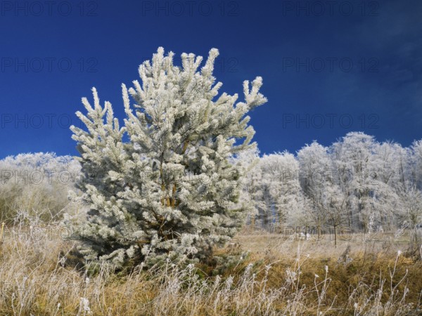 Mixed woodland and meadow, covered in hoarfrost against a deep blue sky in winter, beside Breuna, North Hesse, Germany, Europe