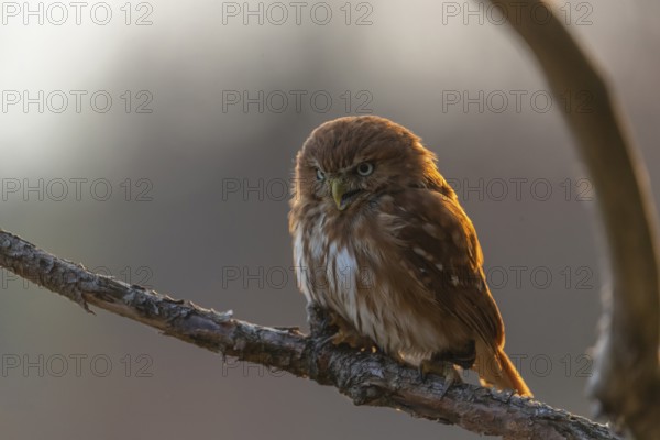 One East Brazilian pygmy owl (Glaucidium minutissimum), also known as least pygmy-owl or Sick's pygmy-owl, sitting on a small twig of a tree. Back light condition in last evening light