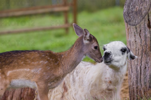 A female Llama (Lama guama) and a Red deer calf (Cervus elaphus) being friends