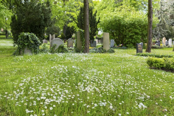 Blooming daisies (bellis perennis) between graves, Trinitatisfriedhof Riesa, Saxony, Germany, Europe