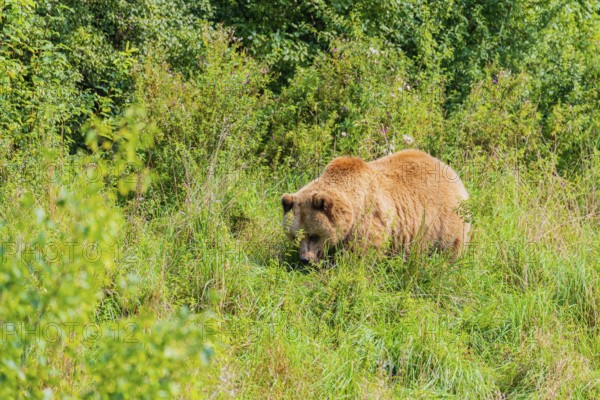 One adult male eurasian brown bear (Ursus arctos arctos) walking over a green meadow on hilly ground