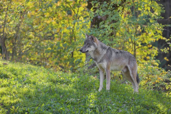 A eurasian gray wolf (Canis lupus lupus) stands on a meadow on a hill with a colourful foliage in the background. Backlight