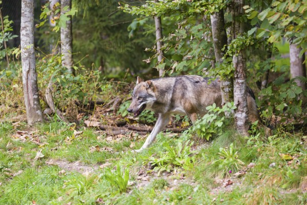 A eurasian gray wolf (Canis lupus lupus) leaves the forest and runs into a meadow