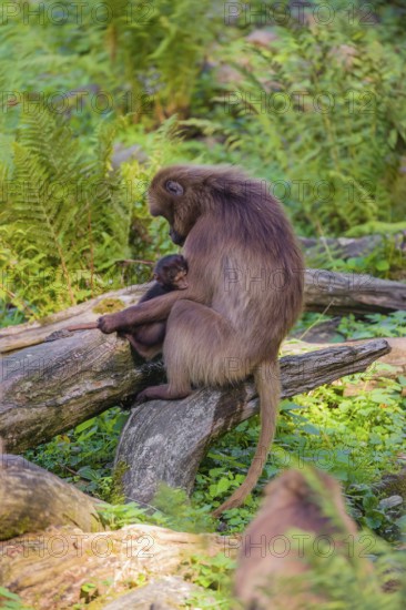 One female Gelada (Theropithecus gelada), or bleeding-heart monkey nurses her baby. A green forest is in the distant background