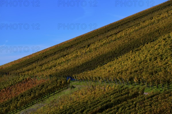 vineyard, vines, grapevines, winegrowing, autumn colouring, autumn, graphic, Strümpfelbach, Weinstadt, Baden-Württemberg, Germany, Europe
