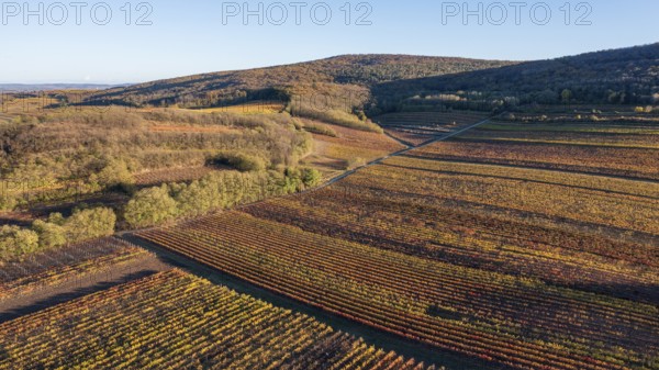 Aerial view, Autumn landscape with vineyards, Pulkautal, Weinviertel, Lower Austria, Austria, Europe