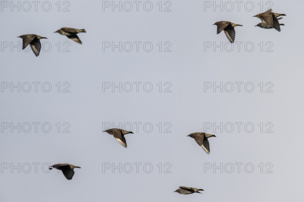 Starlings (Sturnus vulgaris), flying, Emsland, Lower Saxony, Germany, Europe