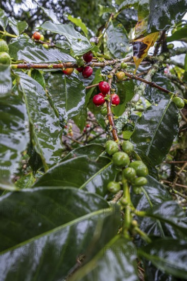 Coffea arabica fruit, Cocora Valley, Salento, Quindio, Colombia, South America