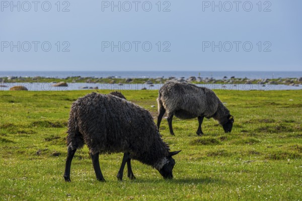 Sheep grazing freely on a shore meadow on the southern tip of the island of Öland, Kalmar län, Sweden, Europe