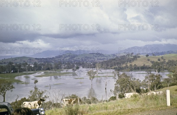 Extensive flooding on the Murray River, Victoria, Australia 1956 the year known as the Big Wet