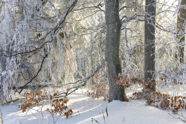 Even the tree trunks are all decorated with hoarfrost, snowy winter landscape on the Auersberg, Eibenstock, Erzgebirge, Saxony, Germany, Europe
