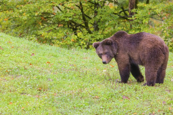 A young male Eurasian brown bear (Ursus arctos arctos) walks across a meadow along autumnal colored vegetation