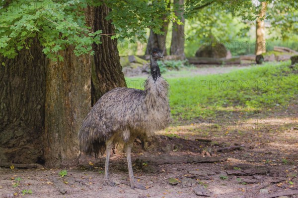 Portrait of an emu, Dromalus novaehollandiae, on a green meadow