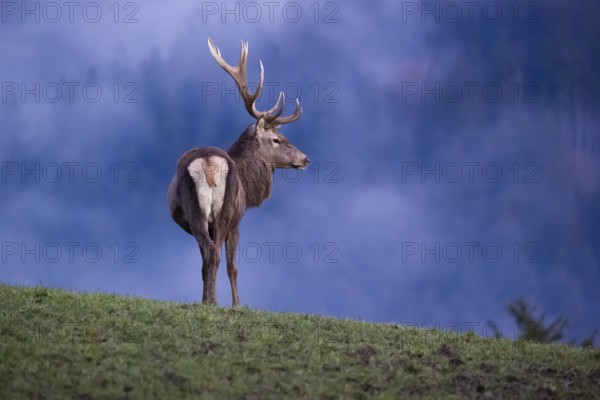 A red deer stag (Cervus elaphus) stands on a meadow on hilly ground in the first light of the day. Dense fog covers the forest in the background